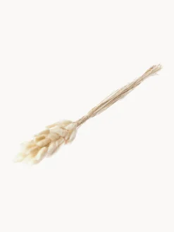 Jarrones|Flores Artificiales>Cooee Design Flores secas Lagurus Beige