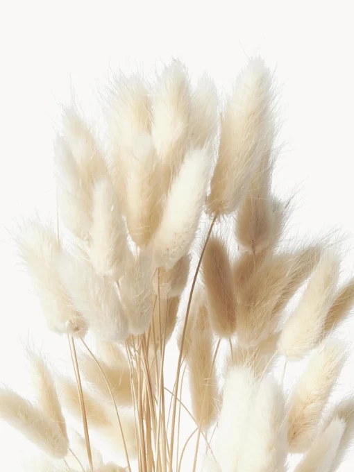 Jarrones|Flores Artificiales>Cooee Design Flores secas Lagurus Beige