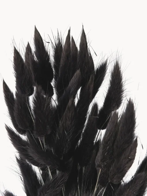 Jarrones|Flores Artificiales>Cooee Design Flores secas Lagurus Gris antracita, verde oliva