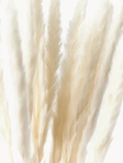 Online Flores secas Pampas Flores Artificiales|Jarrones