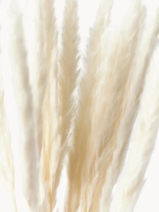 Online Flores secas Pampas Flores Artificiales|Jarrones