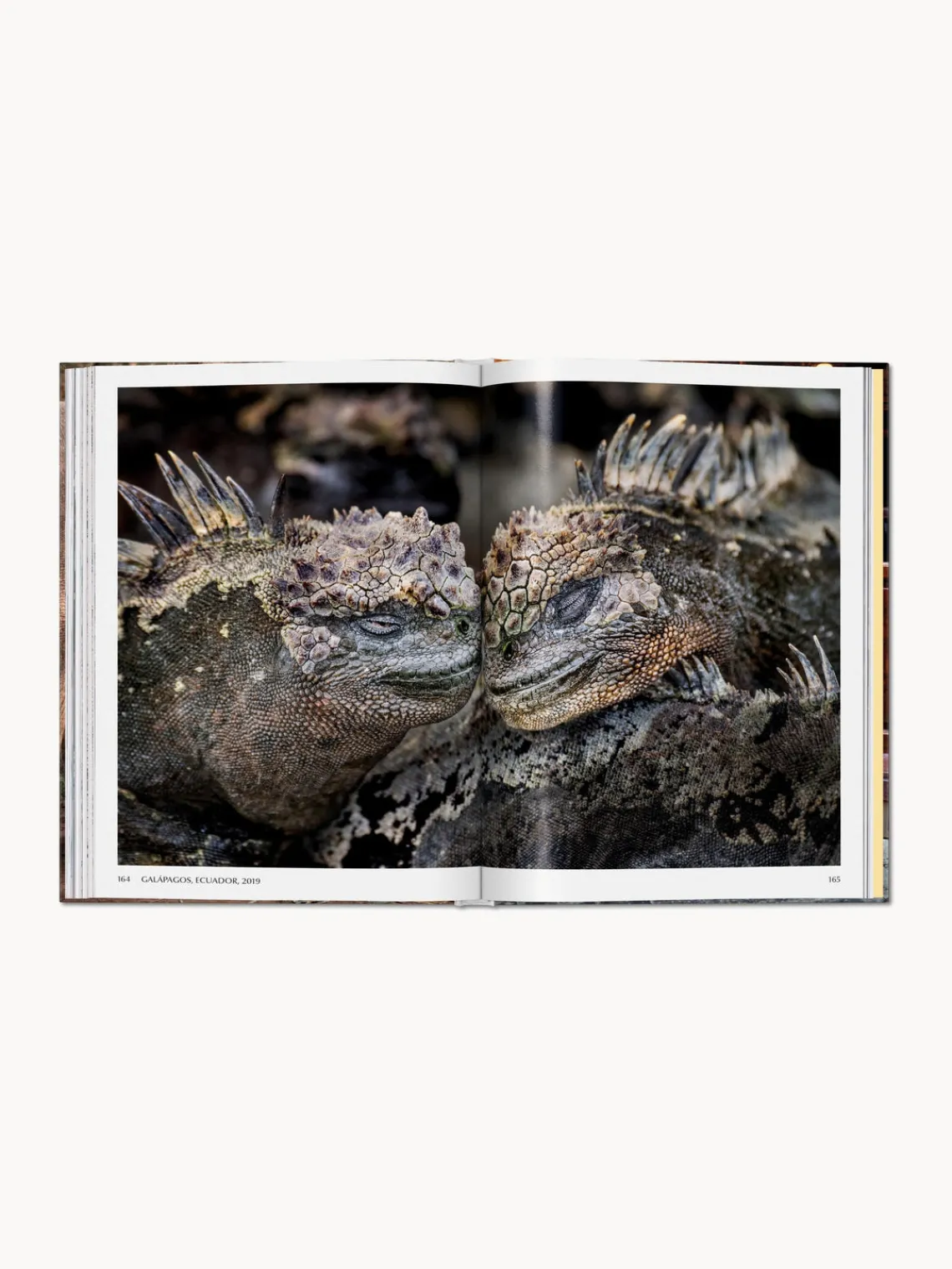 Libros Decorativos|Jarrones>TASCHEN Libro ilustrado Steve McCurry. Animals