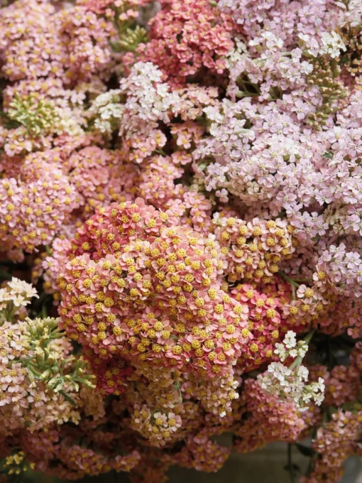 Libros Decorativos|Jarrones> Libro ilustrado The Artistry of Flowers