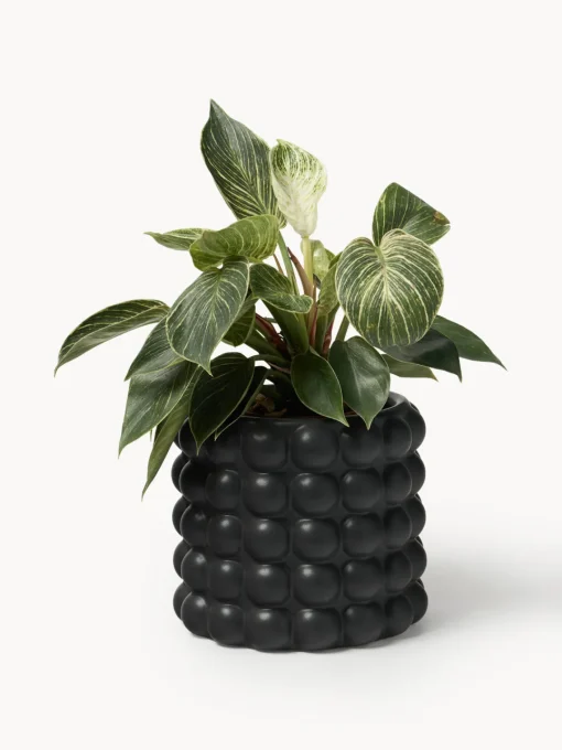 Maceteros|Jarrones>Westwing Collection Macetero de gres Bob, 18 cm Negro
