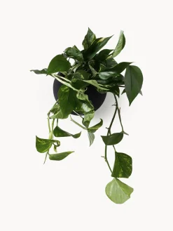 Maceteros|Jarrones><noscript><img width=