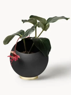 Maceteros|Jarrones></noscript>AYTM Macetero de metal Globe Negro