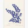 Pósters|Jarrones>POSTER & FRAME Póster enmarcado Botanical Fern III Blue
